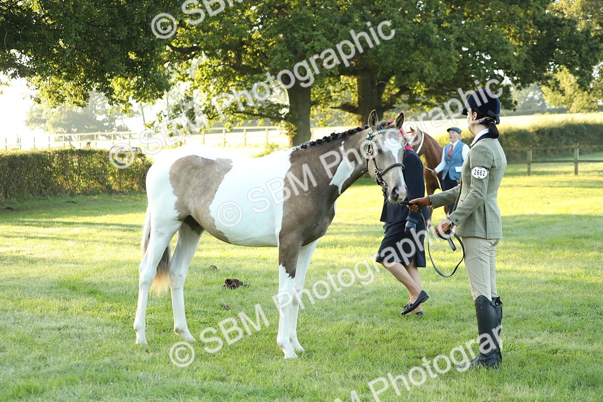 SBM_57829 - S42 - Youngstock