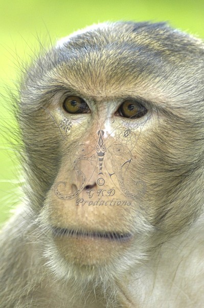 Macaque Monkeys - Thailand - ANIMALS
