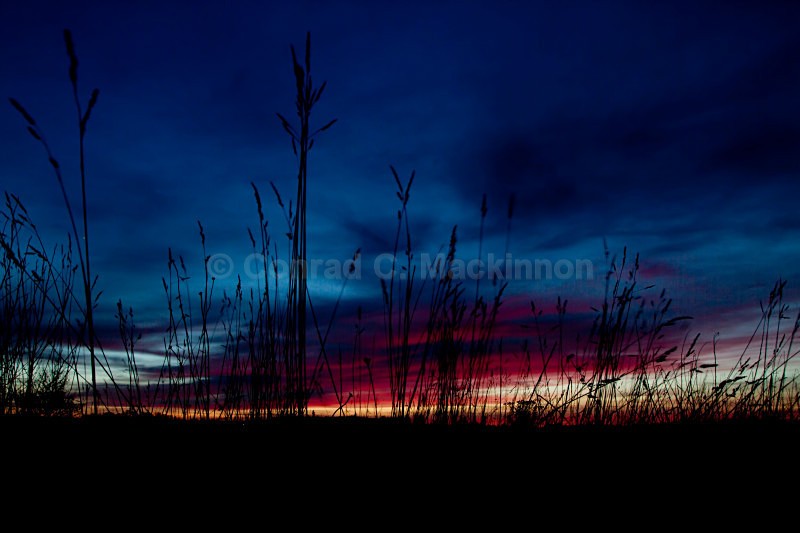 Sunset through Grass - Fire