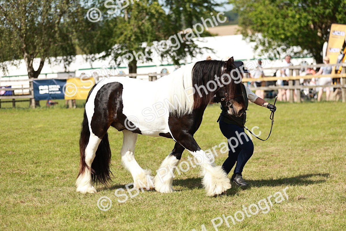 SBM_08812 - Class 63-65 - Traditional Gypsy Cobs In Hand & Ridden