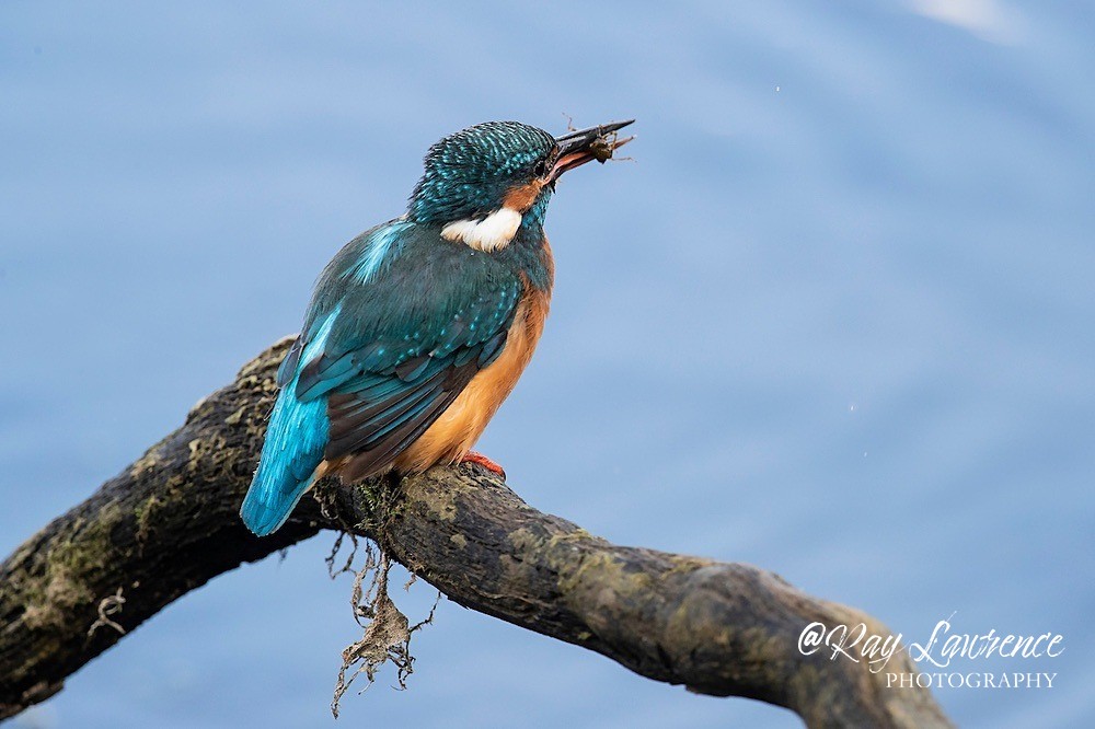 Kingfisher Alcedo Atthis079 - Kingfishers