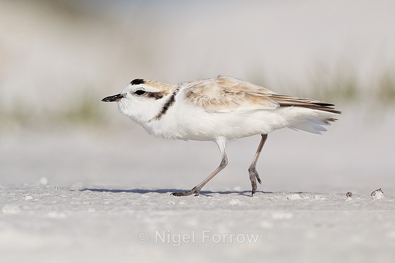 Snowy Plover (breeding adult) running, Fort De Soto Park, Florida - Snowy Plover