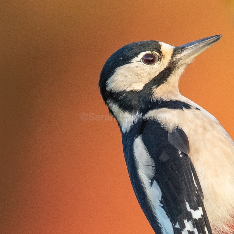 GSP SD2541 - Greeting Cards