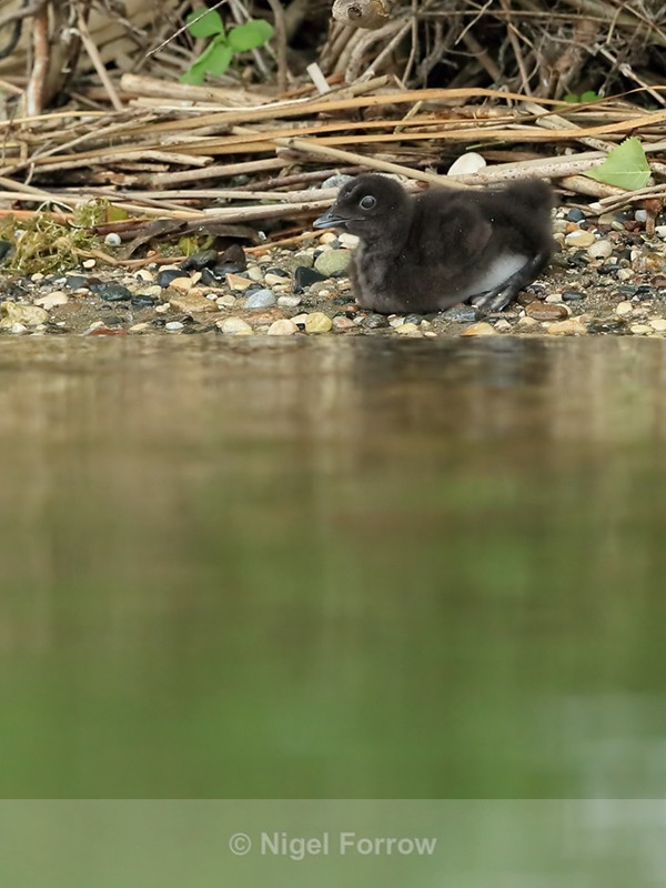 Common Loon chick on land, Minnesota, USA - Great Northern Diver