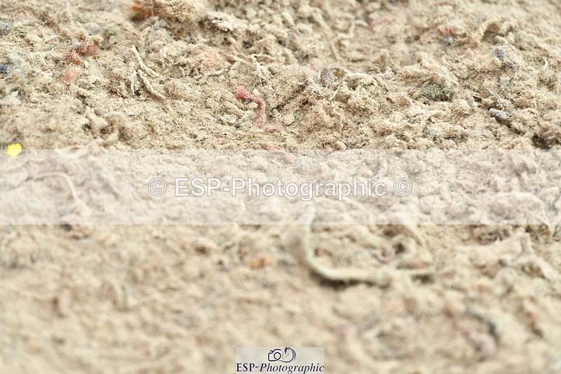 230721A-130915-06469 - Cls 14, 1 Star Bronze 1.10m