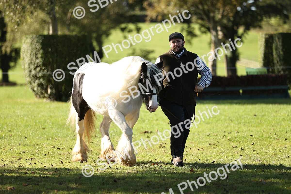 SBM_15949 - S1 - TSR in Hand Horse & Pony Showing