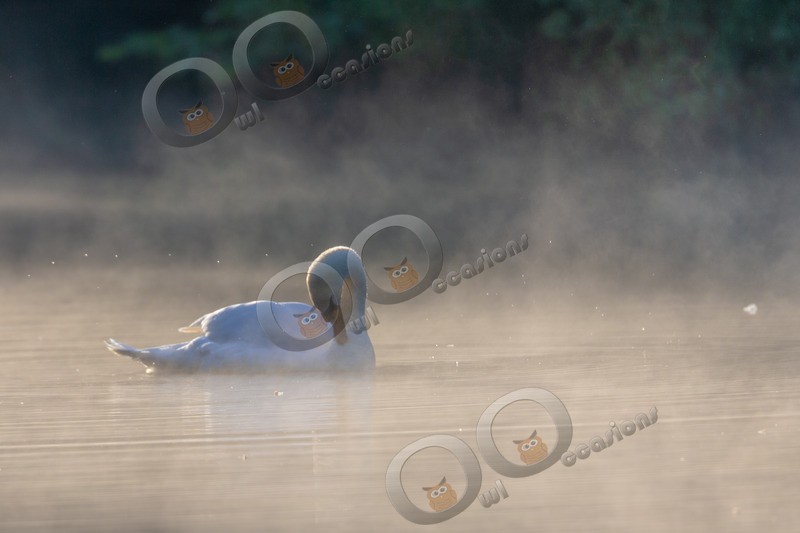 mute swan cygnus olar-5815 - UK birds