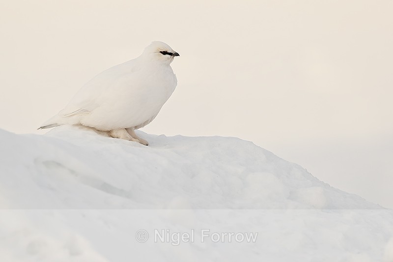 Ptarmigan (winter plumage), Svalbard, Norway - Ptarmigan