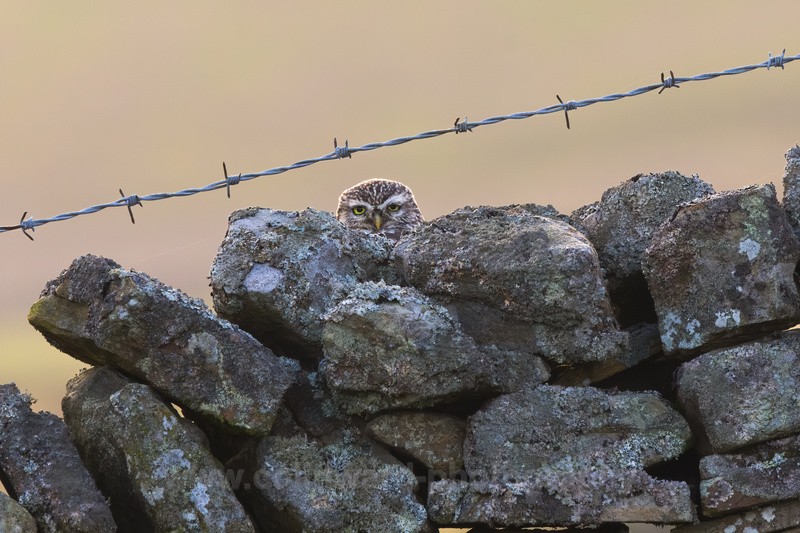 Little Owl blending into a dry stone wall.   ref 9631 - Latest images
