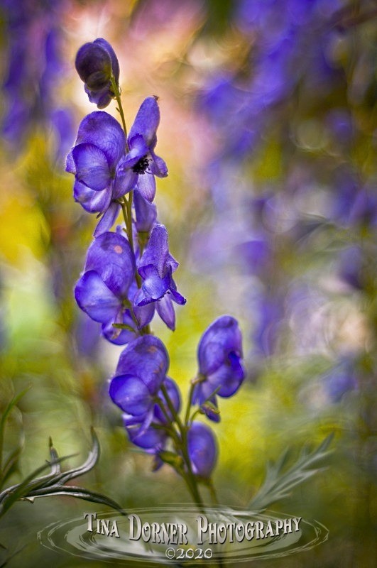 Monkshood Flower - Plants & Flowers