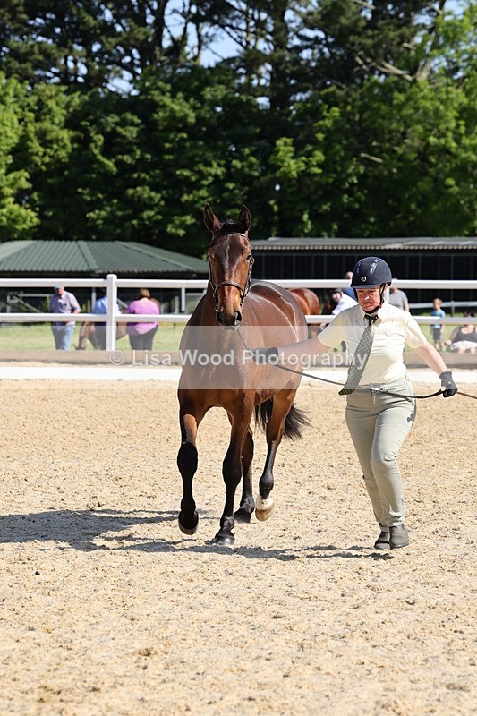 1X9A0796 - Class 4: Youngstock 1, 2, 3 year old to exceed 153cm