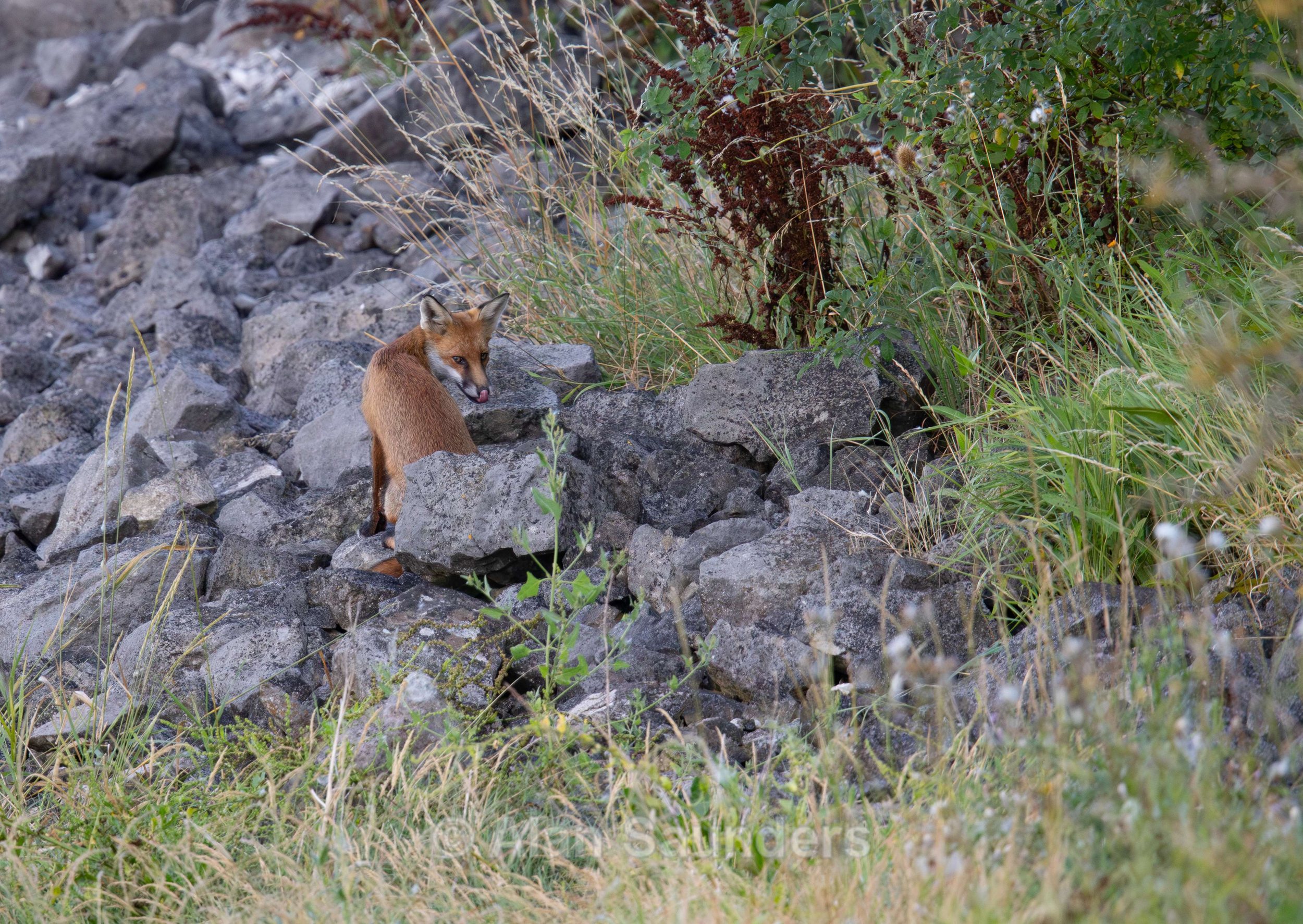 Red Fox 9
