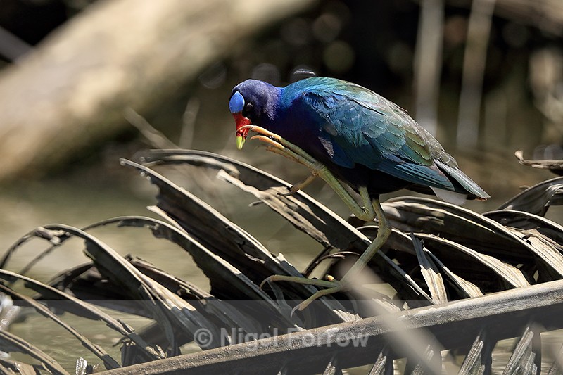 Purple Gallinule scratching, Costa Rica - Purple Gallinule