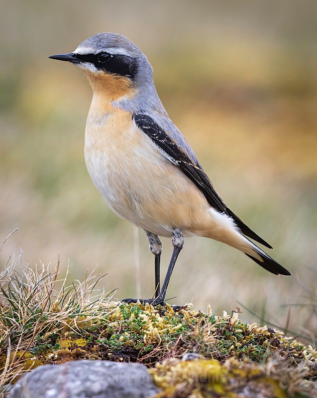 WHEATEAR 2025 - Latest projects, Cairngorms Deer, Boxing Hares, Landscapes...North Wales, Birds