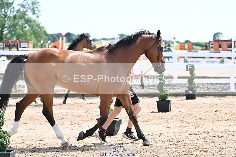 240717A-150315-02489 - Trot Up 3pm to 4pm