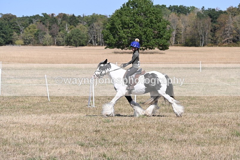 WJ6_8830 - Class 38 Ridden Riding Horse/Pony