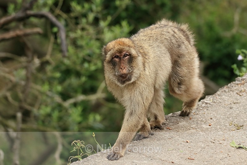Barbary Macaque walking, Rock of Gibraltar - Monkey