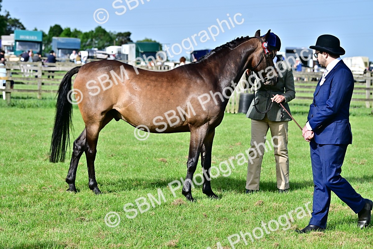 SBM_00986 - Class 46-49 - Arab and Part Bed-Anglo Arab In Hand