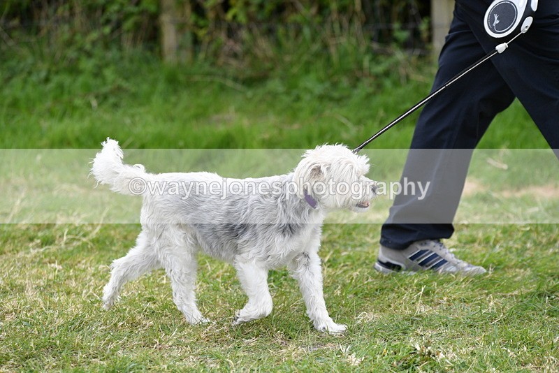 WJ5_0036 - Class 5 Best Veteran / 7 years & over