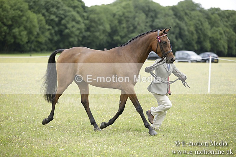 BVR160717-1106 - In Hand Championship 16/07/17