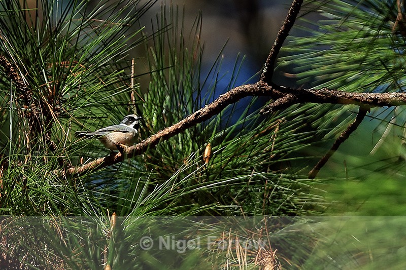 Black-throated Tit, Lang Biang mountain, Vietnam - Black-throated Tit