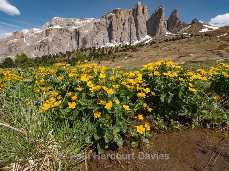 Marsh marigold (Caltha palustris - Flowers in the Landscape