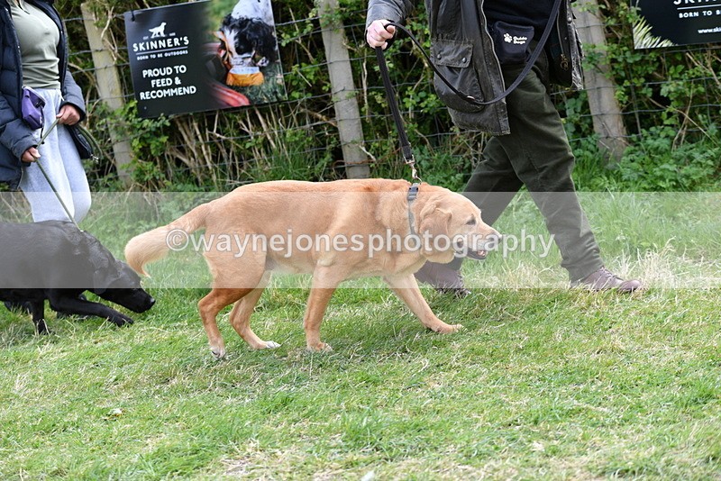 WJ5_9915 - Class 5 Best Veteran / 7 years & over