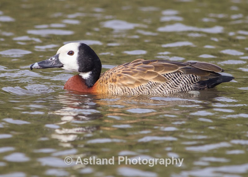 Astland Photography, Bird and Wildlife Images, Susan and Peter Wilson, U.K.