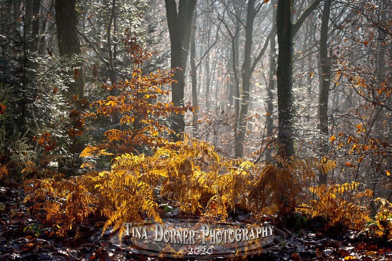 Fern Edge in Autumn by Tina Dorner Photography
