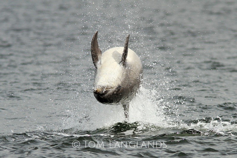Bottlenose Dolphin - Dolphins