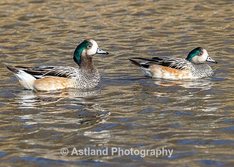 Astland Photography, Bird and Wildlife Images, Susan and Peter Wilson, U.K.