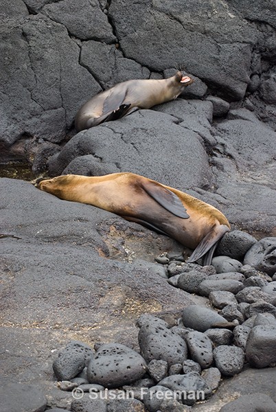 Sea Lions - Nature