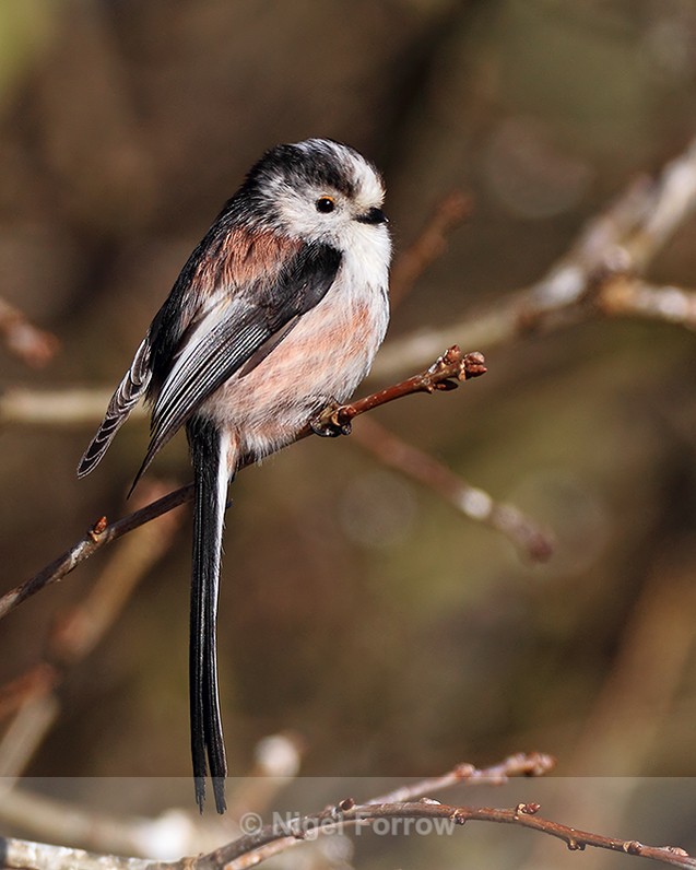 Long-tailed Tit near the feeders at Otmoor - Long-tailed Tit