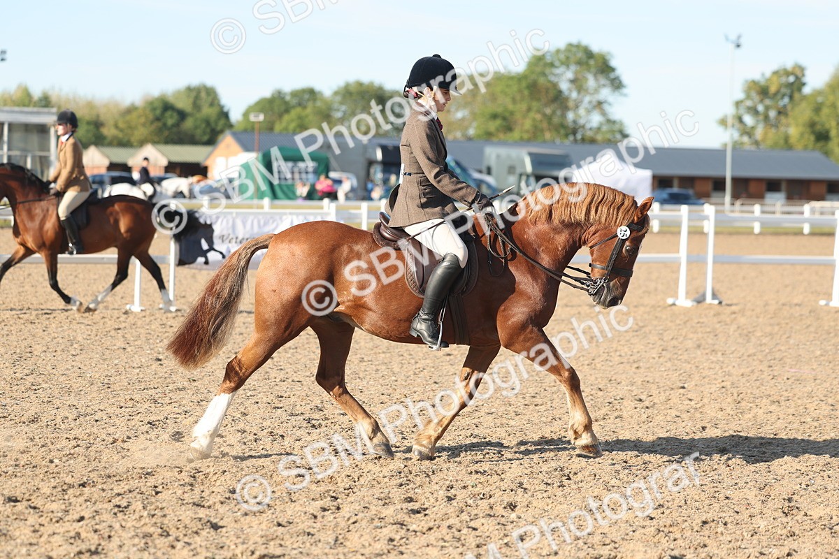 SBM_11026 - Class 302 - Ridden M&M Large Breeds