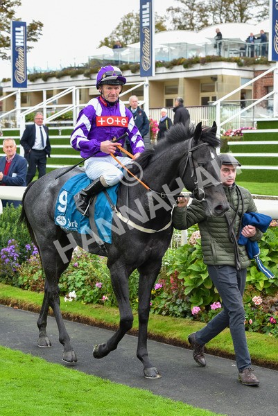 131023-Race 1-Pilgrim-9096 - Race 1 2.05pm William Hill EBF Novice Stakes