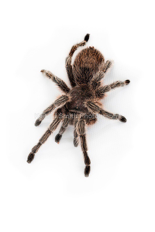 7SKJ4119 - Roaming Reptile Show III