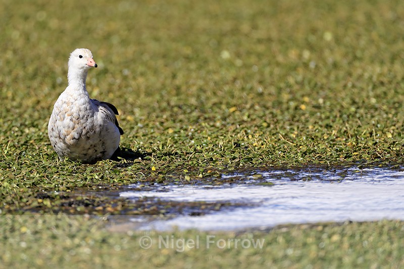 Andean Goose, front view, Chile - Andean Goose