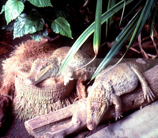 Crocs - Photos