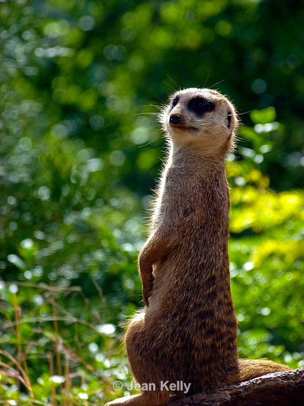 Meerkat - P1070322 - Meerkats