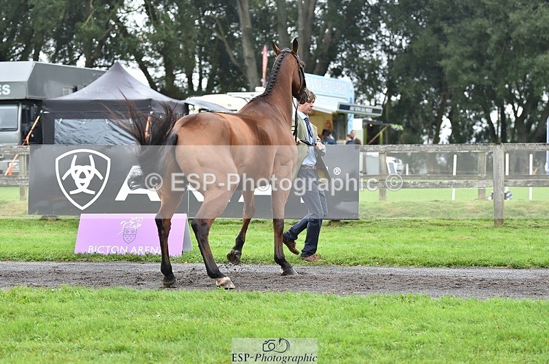 231018-123650-00398 - 048-MASTER.LOUIS-George.Vergerson-rowley-TrotUp