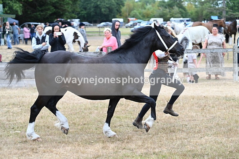 WJ7_8419 - Class 4 Prettiest Mare up to 14.2hh