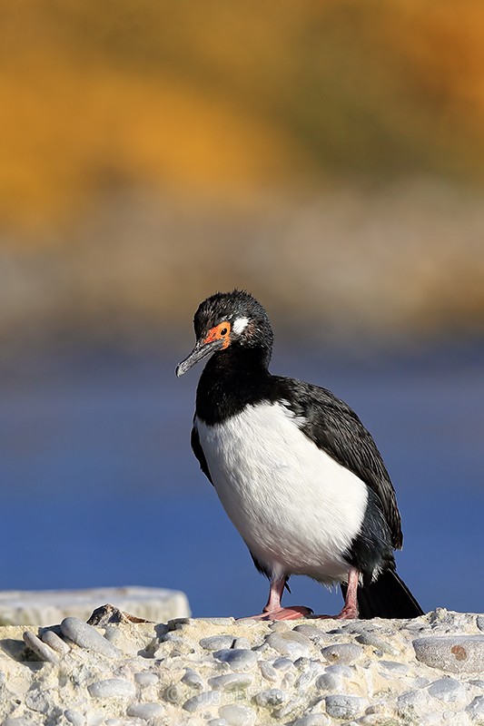 Rock Shag, front view, Carcass Island, Falklands - Rock Shag