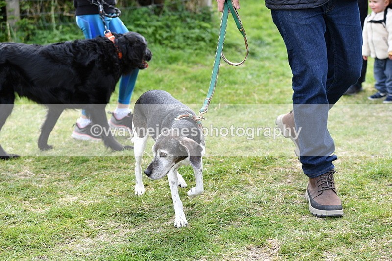 WJ5_9932 - Class 5 Best Veteran / 7 years & over