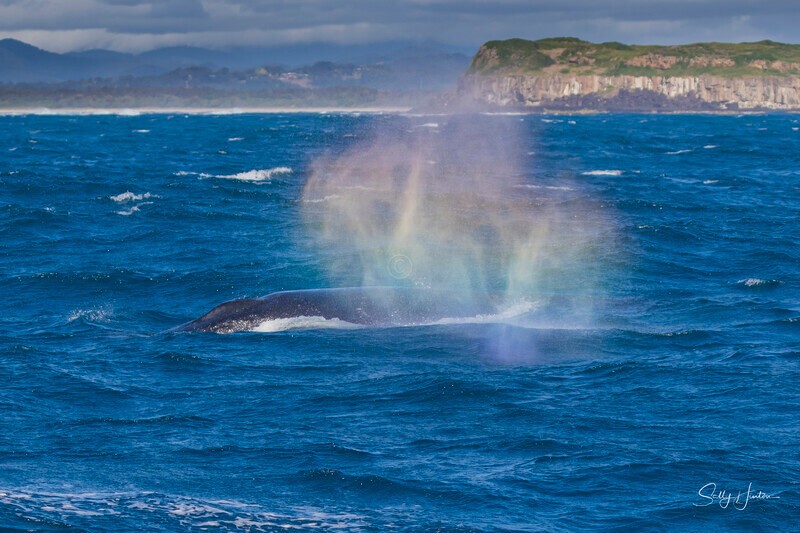 0A3A6381 - 2024 Whale Photos