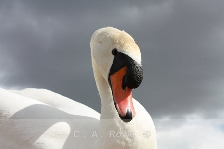 Posing Swan 2 - Photography