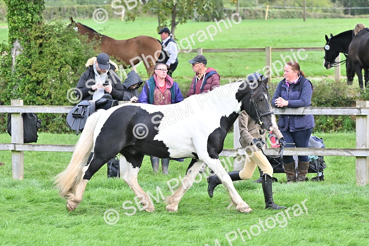 SBM_56880 - S45 - Coloured Pony In Hand