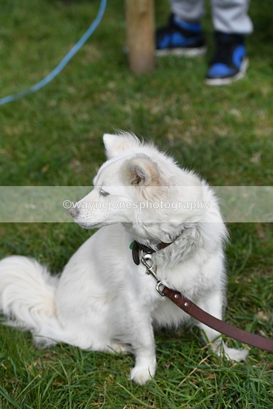 WJ5_9282 - Class 1 Best Cross Breed / Heniz 57