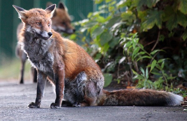  - Urban Foxes, Bristol, Great Britain