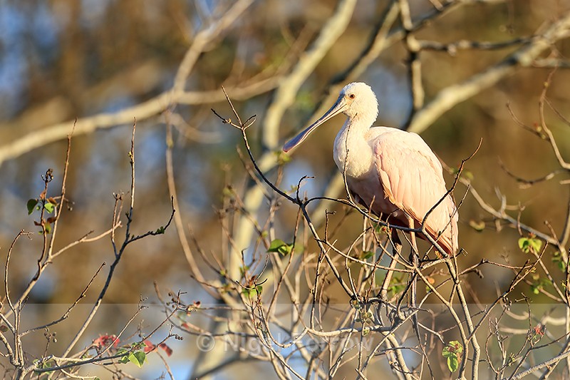 Roseate Spoonbill (juvenile), Gatorland, Florida - Roseate Spoonbill