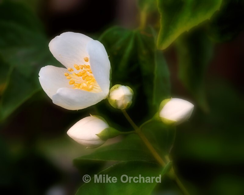 Philadelphus Mock Orange - Floral